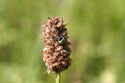 Macro d'insecte sur plante