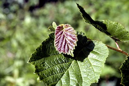 Feuille de noisetier dans les Pyrénées