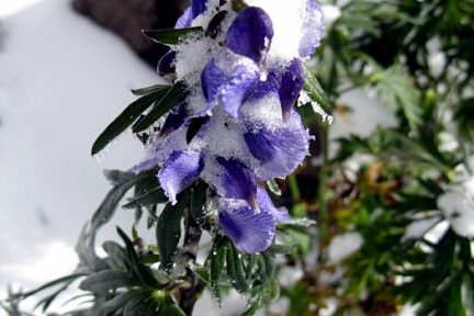 Aconit Nappel fleur dans les Pyrénées