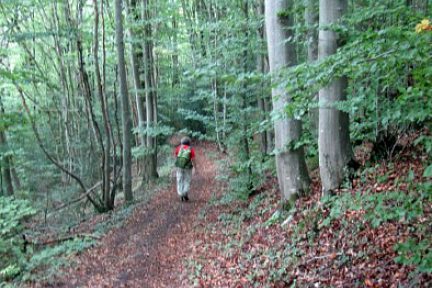 Dans les sous bois près de Bellegarde dans l'Ain