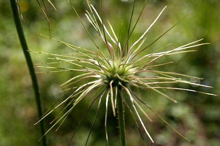 Plante dans les Alpes