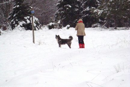 Neige sur l'Aubrac près de Laguiole