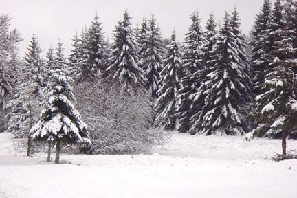 Sapin Aveyronnais sur l'Aubrac