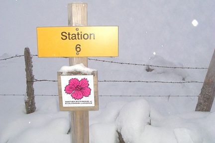 Sur le sentier botanique et écologique de la foret de Laguiole