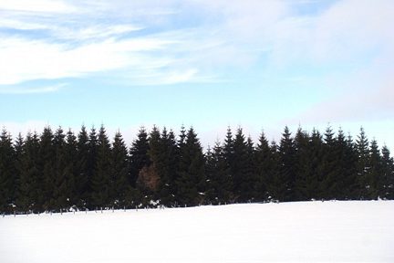 Forêt sur l'Aubrac
