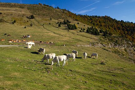 Vaches au col d'Aspin dans les Pyrénées