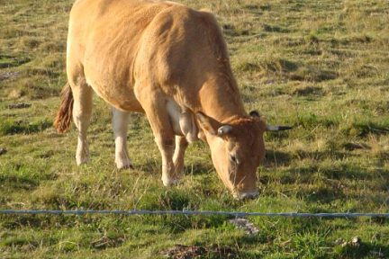 Vache sur l'Aubrac dans la prairie Aveyronnaise