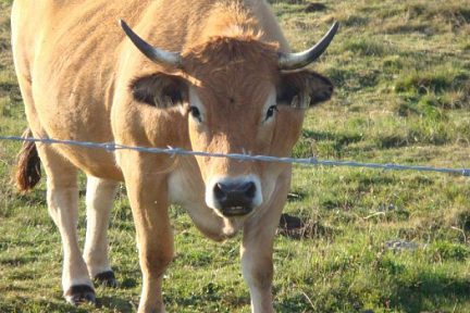 Vache de race Aubrac