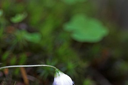 Fleur dans la forêt