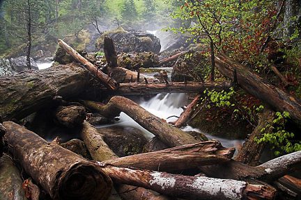 Troncs d'arbres dans la rivière