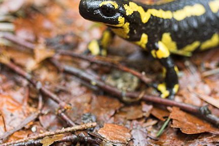 Salamandre dans les sous-bois
