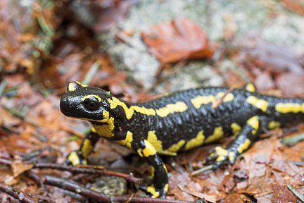 Salamandre dans les Hautes-Pyrénées