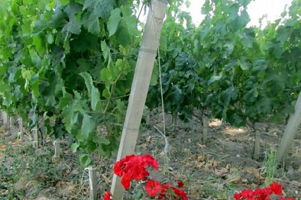 Dans les vignes de Saint Emilion en Gironde