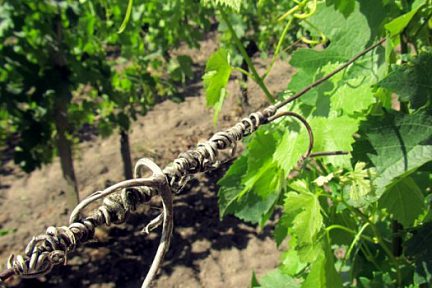 Dans la vigne de Saint Emilion