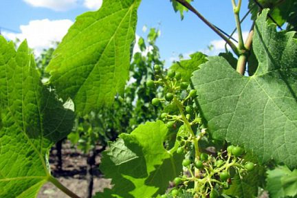 Feuilles de vignes de St Emillion en Gironde