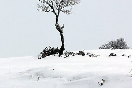 Arbre solitaire sur le plateau de l'Aubrac