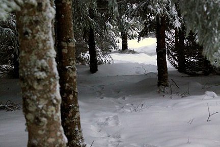 Neige sur le sentier botanique de Laguiole