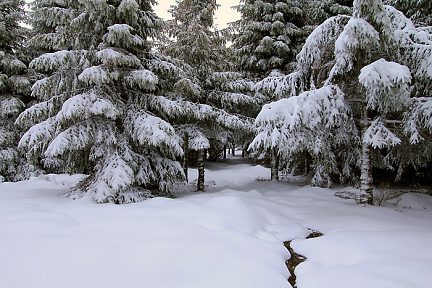 Neige sur le plateau de l'Aubrac