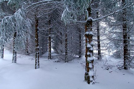 Balade dans la neige sur le sentier botanique de Laguiole