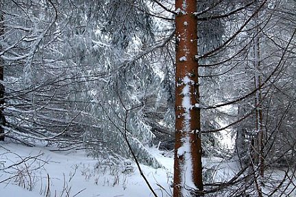 Beaucoup de neige sur le sentier et sur les arbres