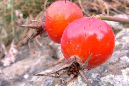 Cynorrhodon dans la montée aux lacs Palluel et Faravel