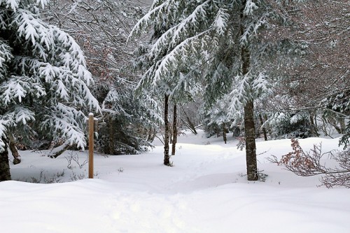Randonnée dans la neige sur le sentier botanique de Laguiole Randonnée dans la neige sur le sentier botanique de Laguiole