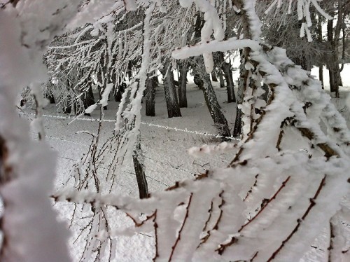 Raquettes sur le plateau de l'Aubrac entre Aveyron et Lozre: neige au rendez vous