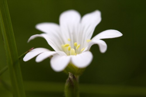 Fleurs des Pyr�n�es