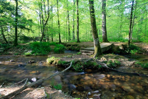 Forêt du Cranou