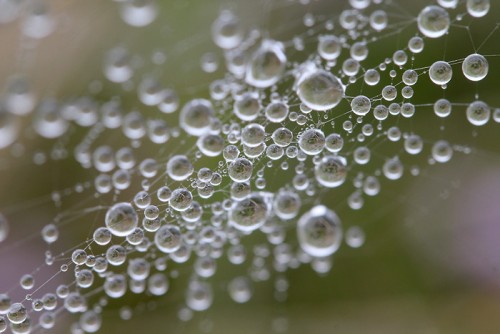 Macrophotographie en 2012