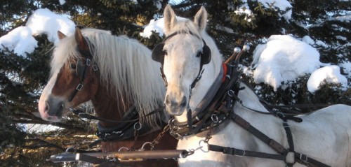 L'hiver au Québec - Randonnée équestre et traîneau à cheval dans la neige 