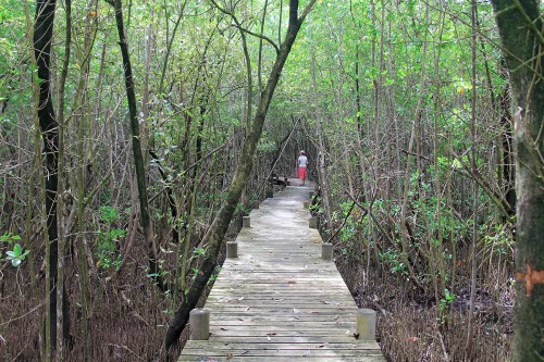 Randonnée dans la mangrove depuis l'Anse du Souffleur