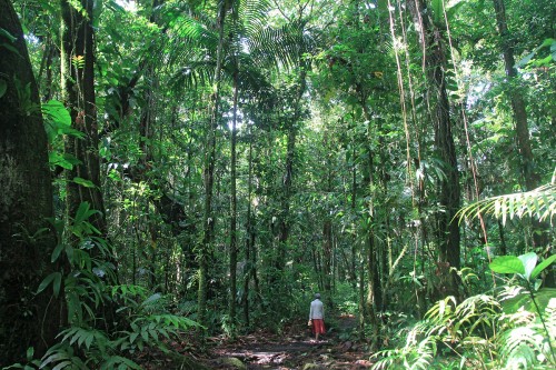 Randonnée sur le sentier de la maison de la forêt