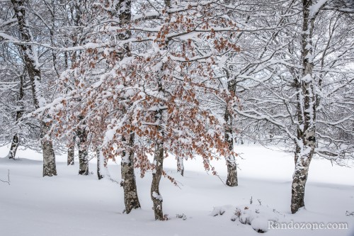 Balades en hiver sur Aubrac