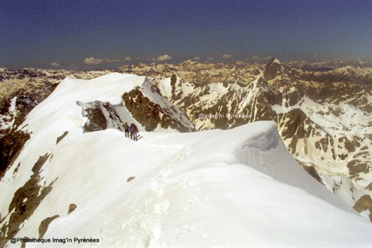 Frondella Central