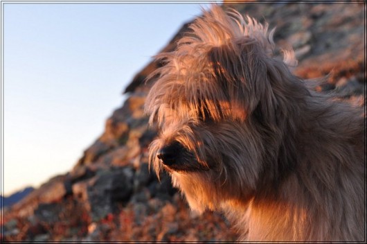 Chien berger des Pyrénées