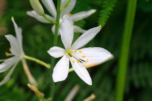 Randonn�e sur la Montagne fleurie - Pyr�n�es