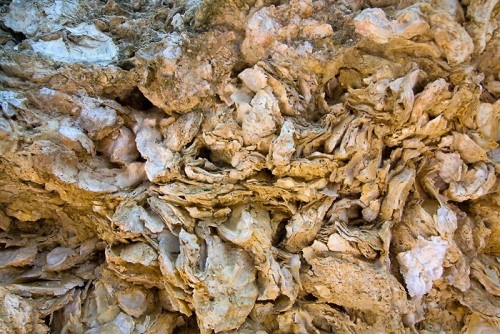 Huitres fossilisées de Sainte Croix du Mont