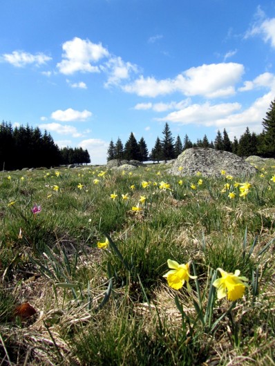 Visiter et dcouvrir le plateau de l'Aubrac en Aveyron
