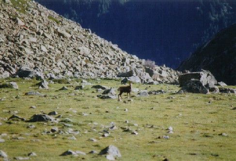 Isard en montant  Pombie