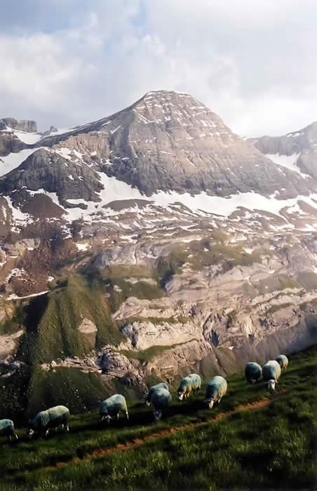 Le Taillon et les moutons
