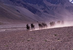 Mules