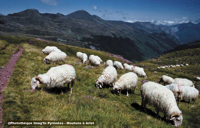 Moutons  Arlet