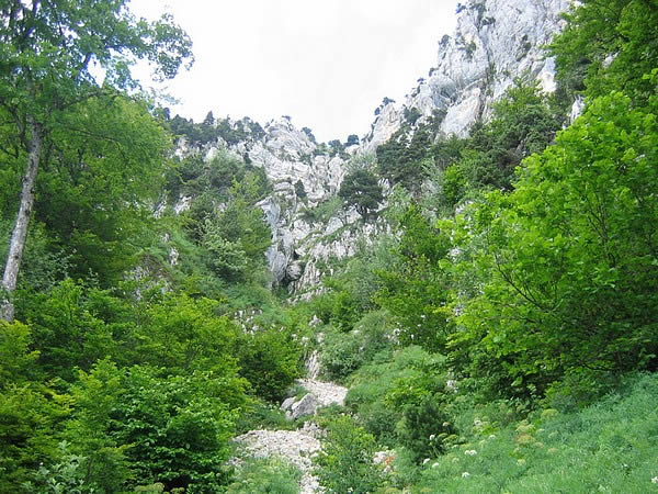 Entre des Charassons