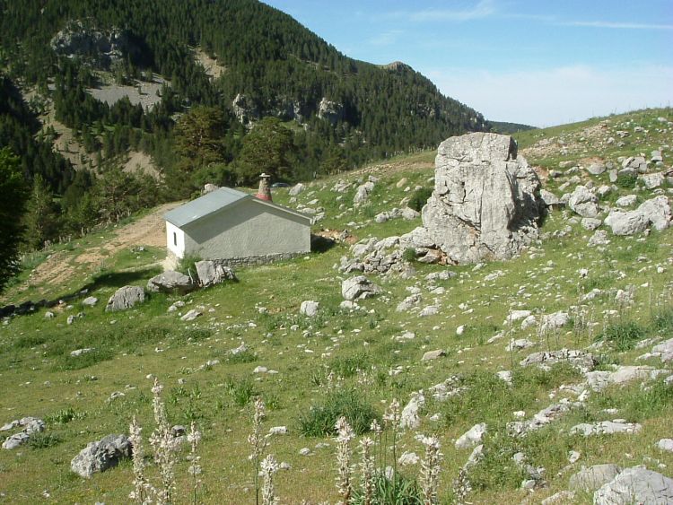 Pena Collarada