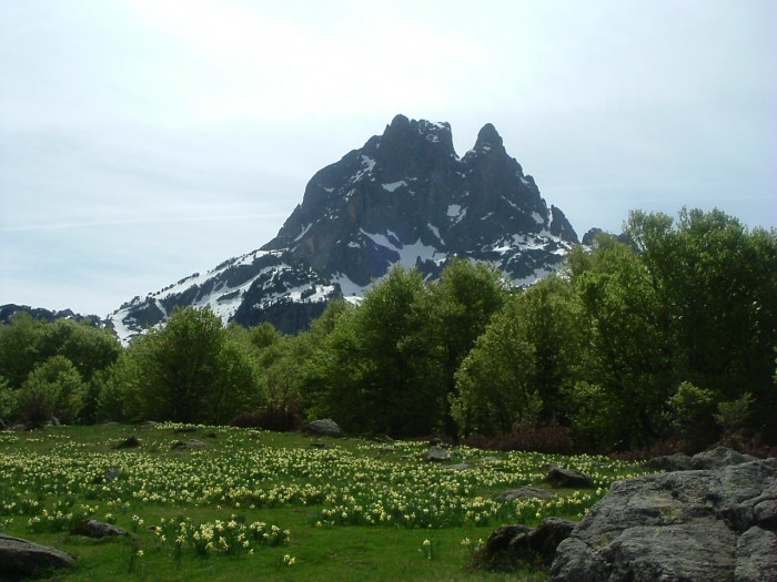 Pic du Midi d'Ossau au-dessus d'un jardin de jonquilles