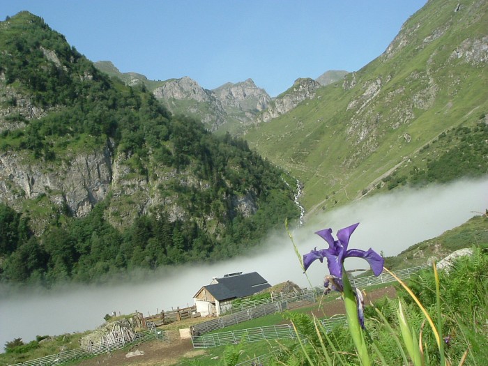 Iris des Pyrnes