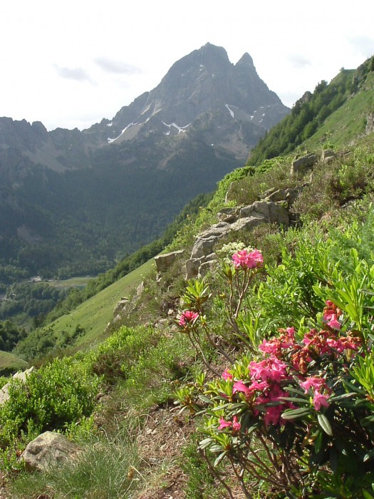 Rhododendrons  1650 mtres