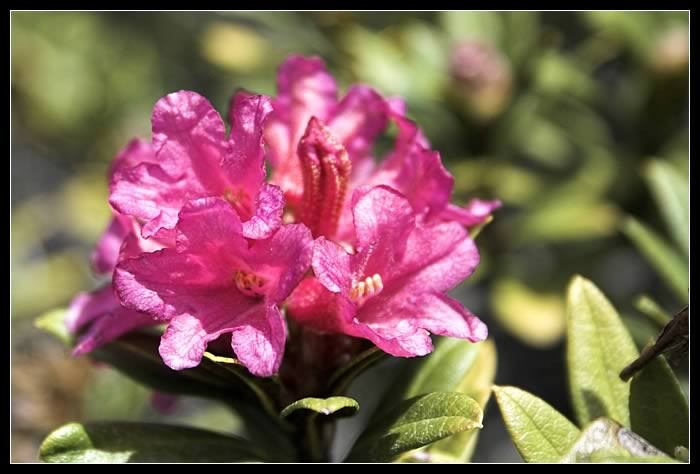Rhododendron   ferrugineum