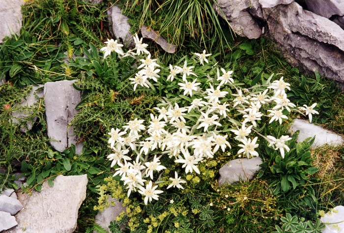 Edelweiss